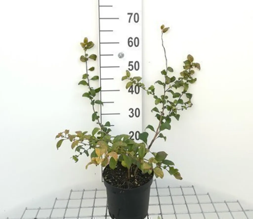 Chaenomeles Pink Lady 30-40cm - Floraison rose intense précoce et dense