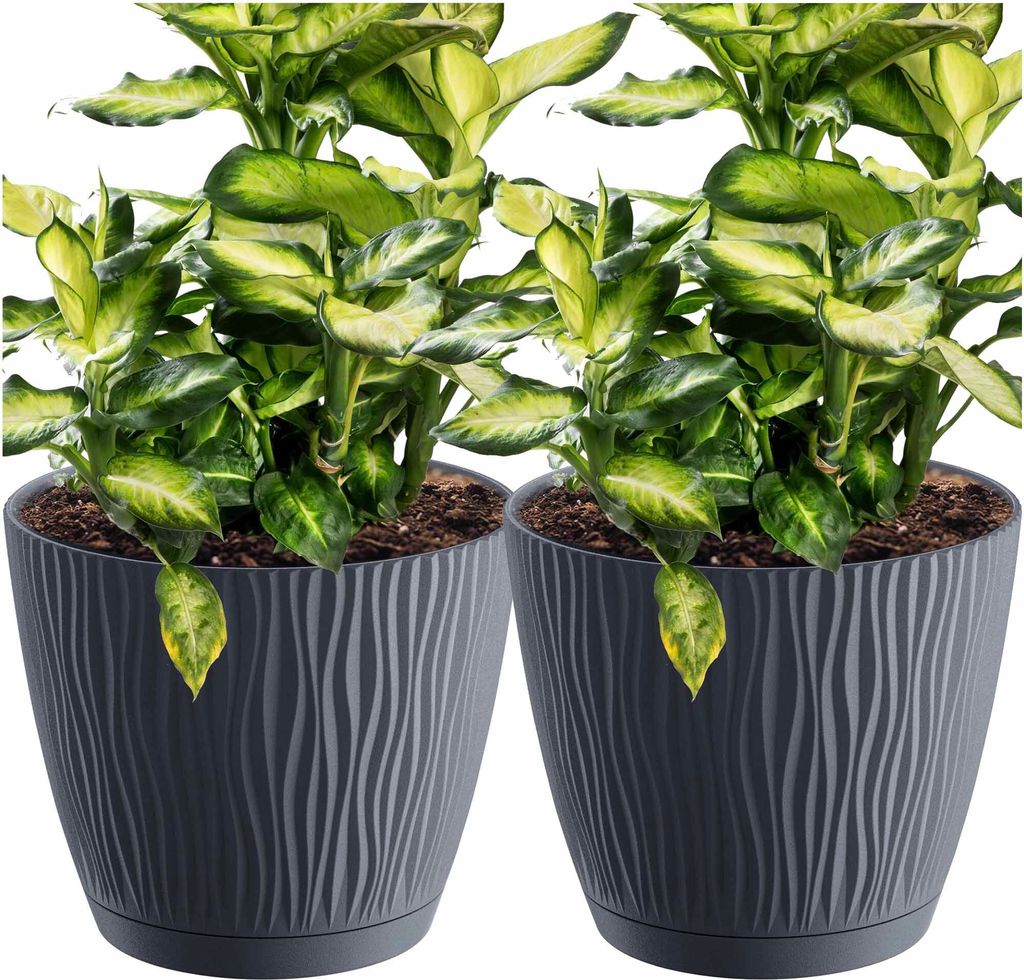 Two potted plants in gray planters with a white background.