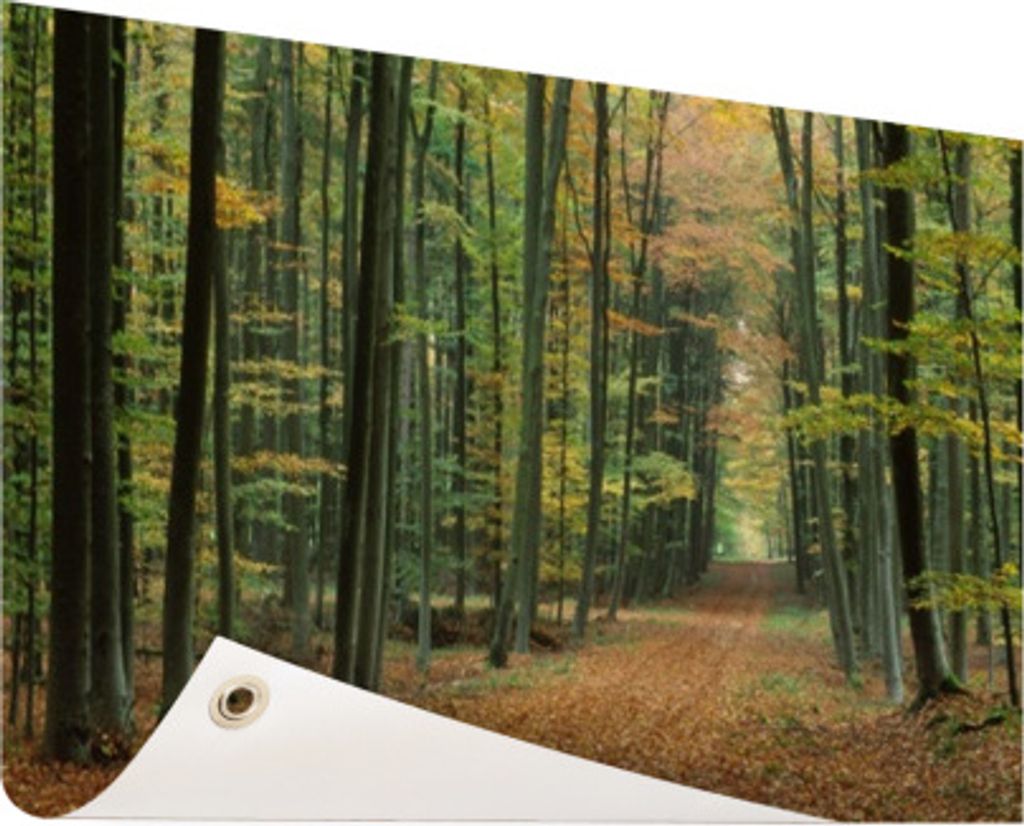 Gartenposter - 120x80 cm - Ein Waldweg im Herbst - Modernes Wandbilder - Natur