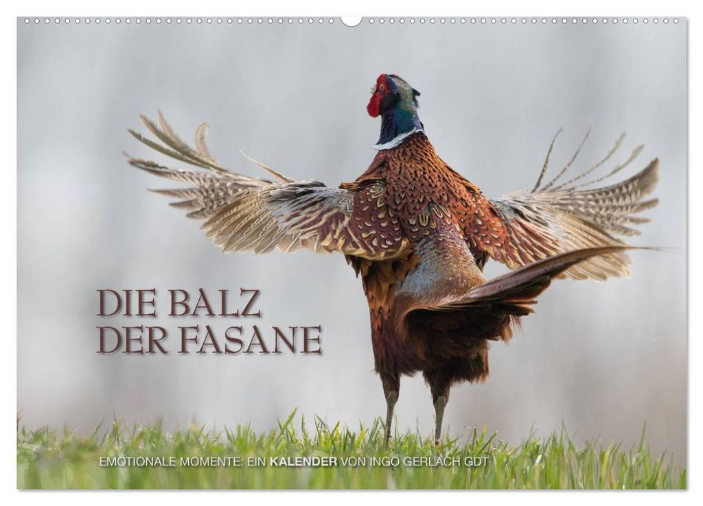 Emotionale Momente: Die Balz der Fasane / CH-Version (Wandkalender 2027 DIN A2 quer), CALVENDO Monatskalender