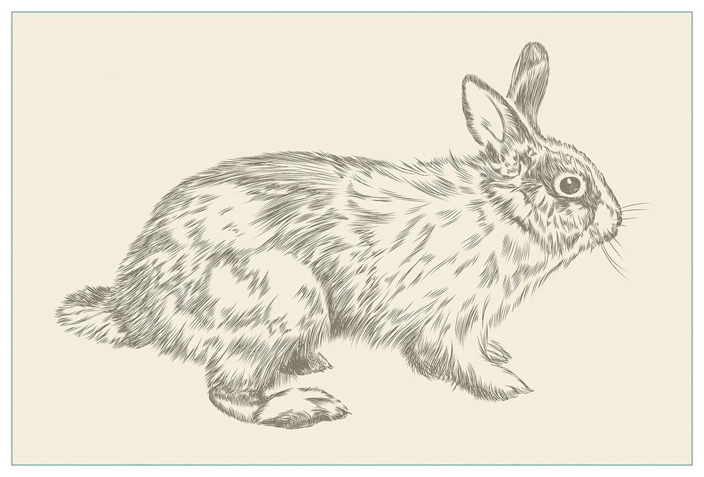 Wallario Küchenrückwand selbstklebend, Größe: 90 x 60 cm, Motiv: Hase als illustrierte Bleistiftzeichnung | Spritzschutz | abwischbar | pflegel...