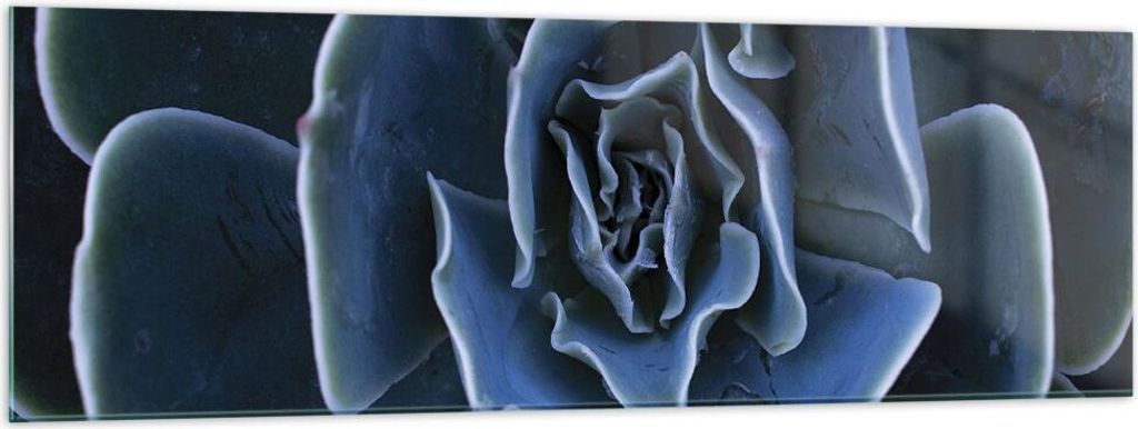 Bilder auf glas - Einteilig - Blau Kaktus Blume - 160x50cm - Glasbilder - Wandbilder - Bilder - zum Aufhängen bereit - Wanddekoration aus Glas - G...