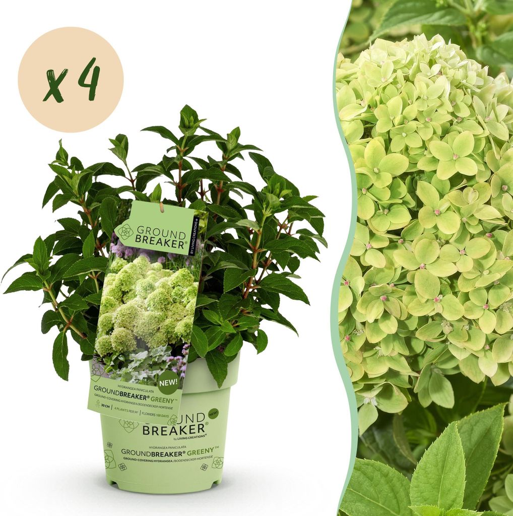Hydrangea panniculata Groundbreaker Greeny - Produktbild 
