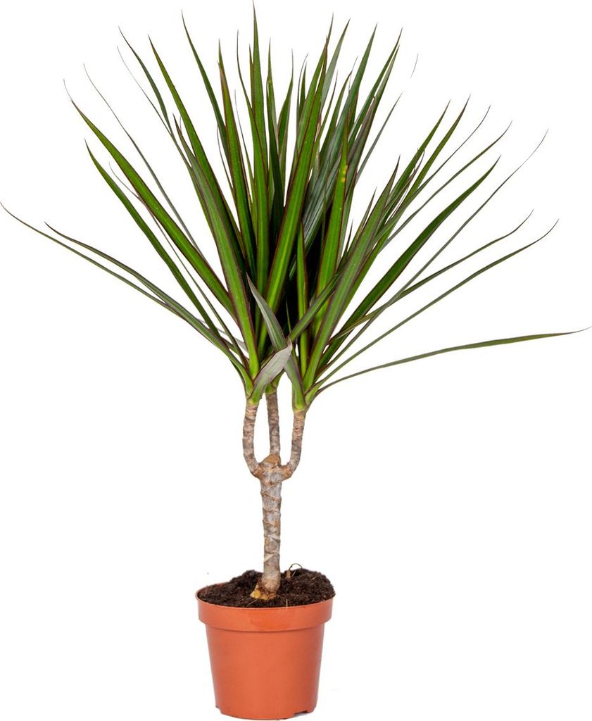 Bloomique - Dracaena Marginata - Drachenbaum - Zimmerpflanzen - Pflegeleicht - Luftreinigend - Höhe 30-40 cm - Topf 12 cm