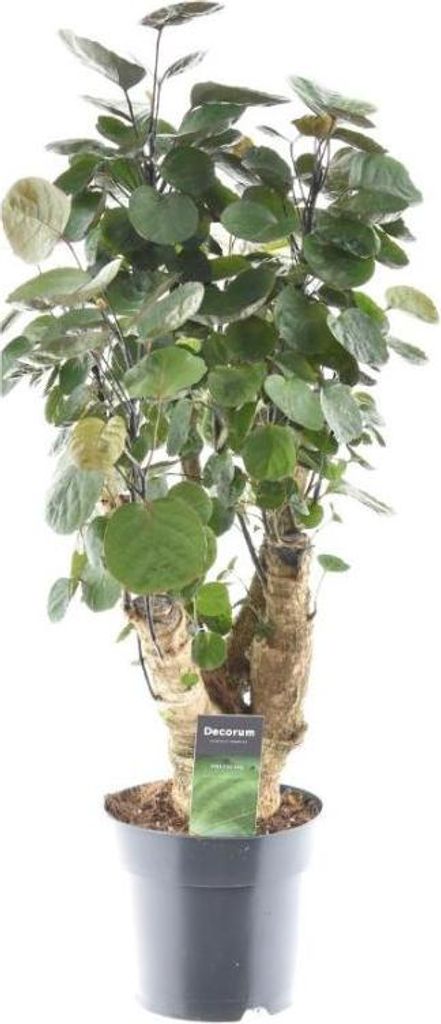 Polyscias Fabian Fiederaralie Zimmerpflanze Ø17cm 60cm hoch Luftreinigend Deko