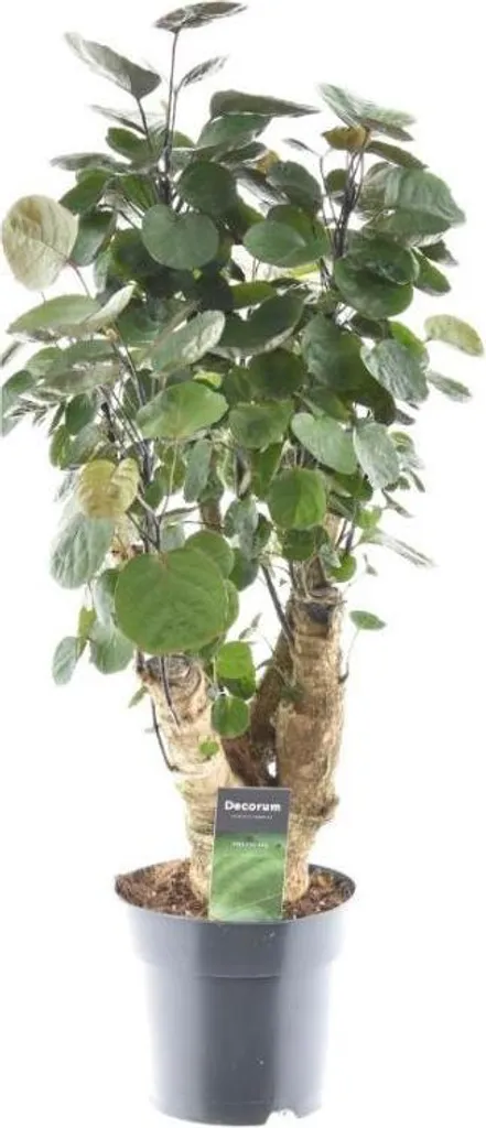 Plante d'intérieur Polyscias Fabian Ø17cm 60cm de hauteur