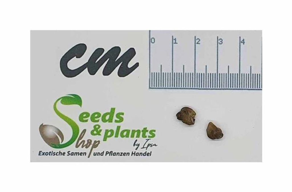 2x Musa sp. Makira Blood Blutbanane Bananen Baum Pflanzen - Samen ID1688