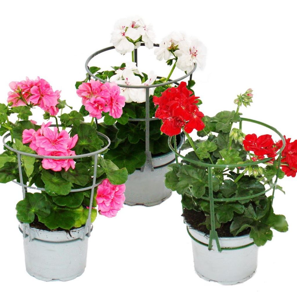 Geranien hängend - Pelargonium peltatum - 12cm Topf - Set Produktbild 