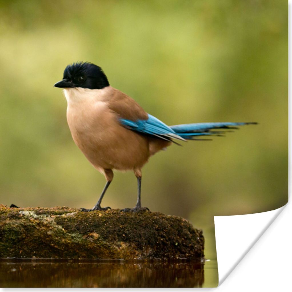 MuchoWow Poster Elster - Vogel - Moos 75x75 cm - Wand Dekoration