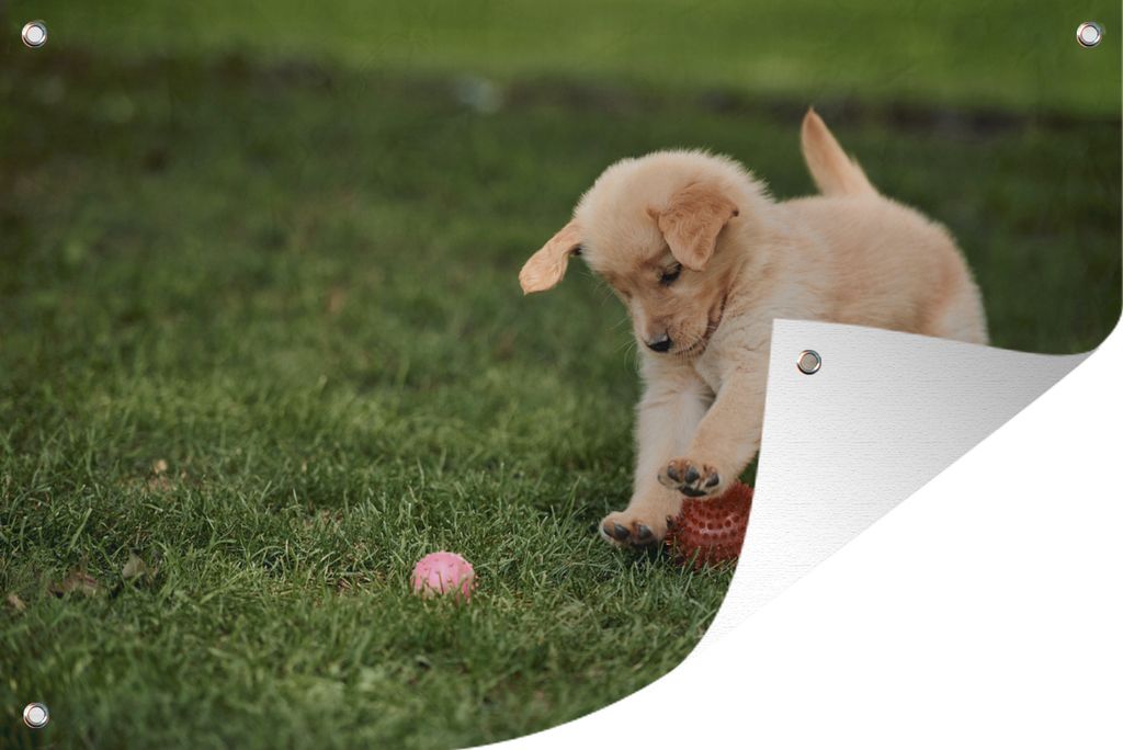 MuchoWow 60x40 cm Outdoor-Poster Gartendeko Sichtschutz Garten Poster für den Garten Welpe spielt mit Ball