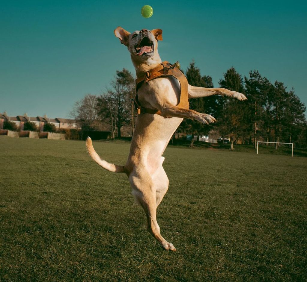 BOT Automatische Ballwurfmaschine für große Hunde. Inkl. Produktbild 6