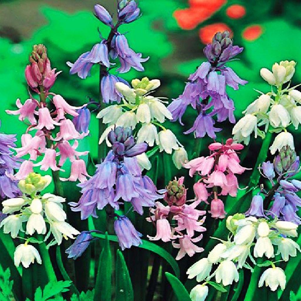 Scilla - Cebulica Mix 5 szt. Cebulki Kwiatowe Cebule Zdjęcie produktu 