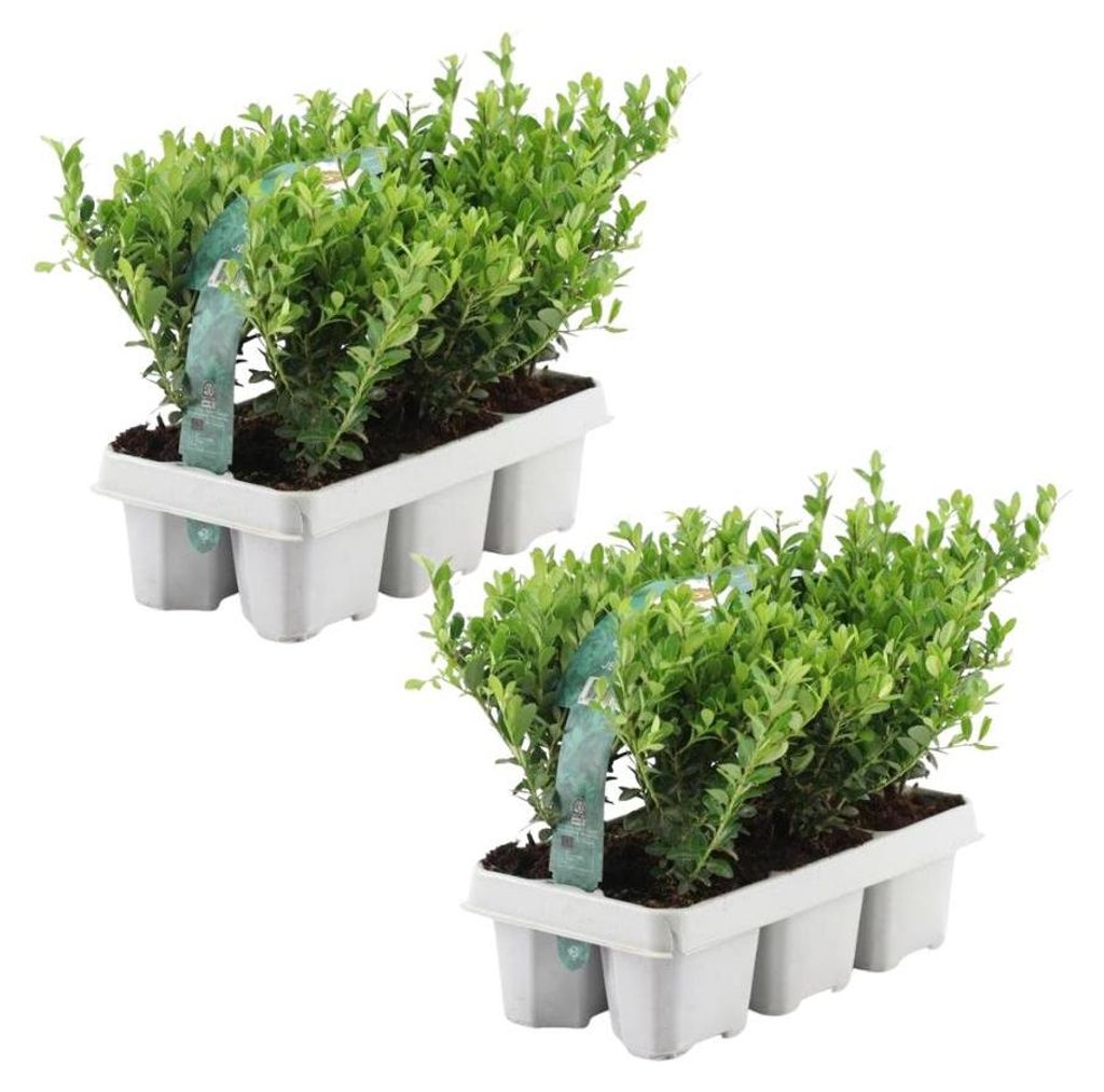 Plants by Frank | 12 Stechpalme Pflanzen | Ilex Crenata Produktbild 