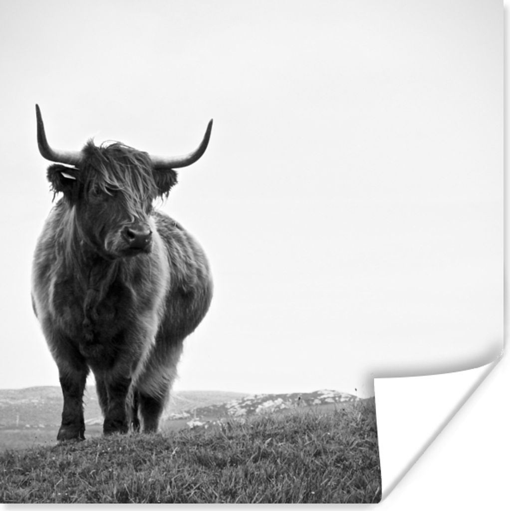 MuchoWow Poster Tiere - Schottische Hochlandbewohner - Schwarz und weiß - Natur - Ländlich 30x30 cm - Wandposter - Printing