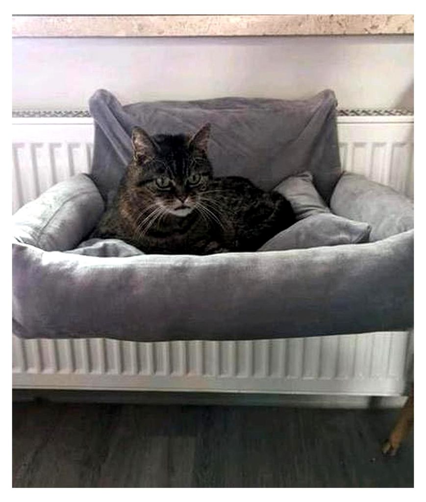Katzenbett für Heizkörper, Kuschelige Liegefläche mit flauschigem Kissen, Katzenhängematte in Grau, Maschinenwaschbar