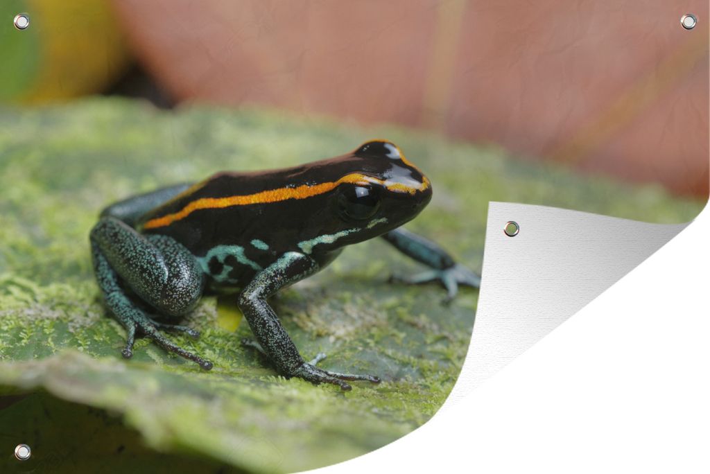 MuchoWow 120x80 cm Outdoor-Poster Gartendeko Sichtschutz Garten Poster für den Garten Schwarzer Frosch auf einem Blatt