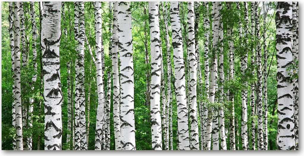 Tulup Leinwandbild - 120x60 cm - Wandkunst - Drucke auf Leinwand - Leinwanddruck - Blumen & Pflanzen - Weiß - Birken