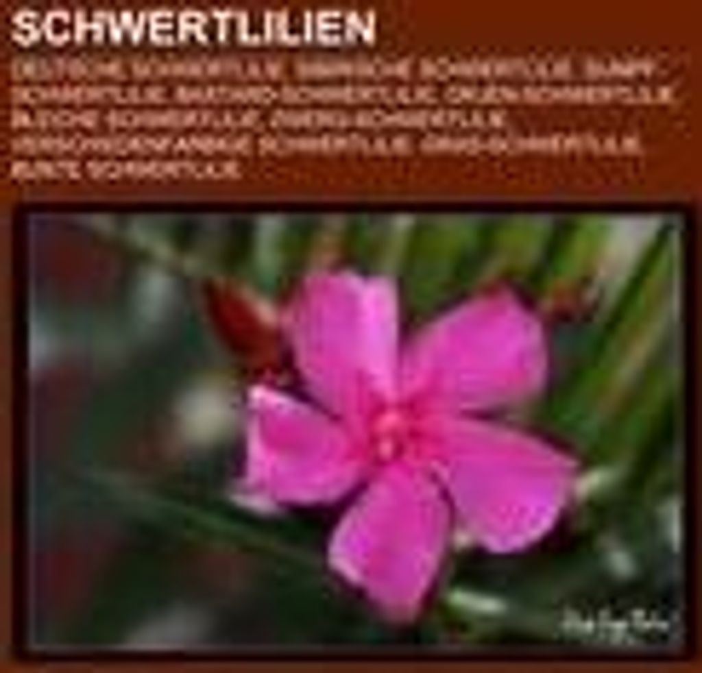 Schwertlilien