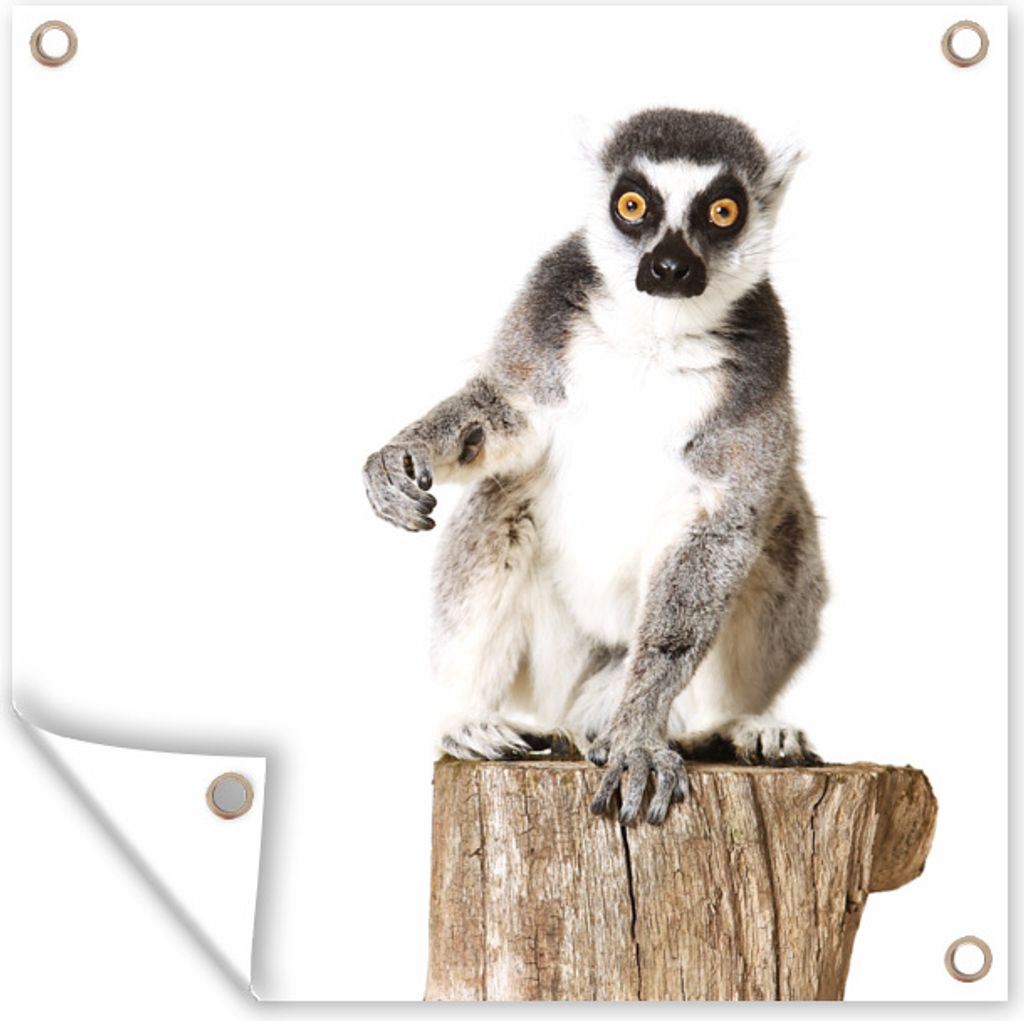 MuchoWow 50x50 cm Outdoor-Poster Gartendeko Sichtschutz Garten Poster für den Garten Baum - Affe - Ringelschwanzlemur
