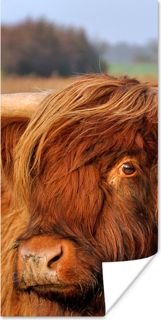 MuchoWow Poster Schottischer Highlander - Gras - Baum 60x120 cm - Wandschmuck