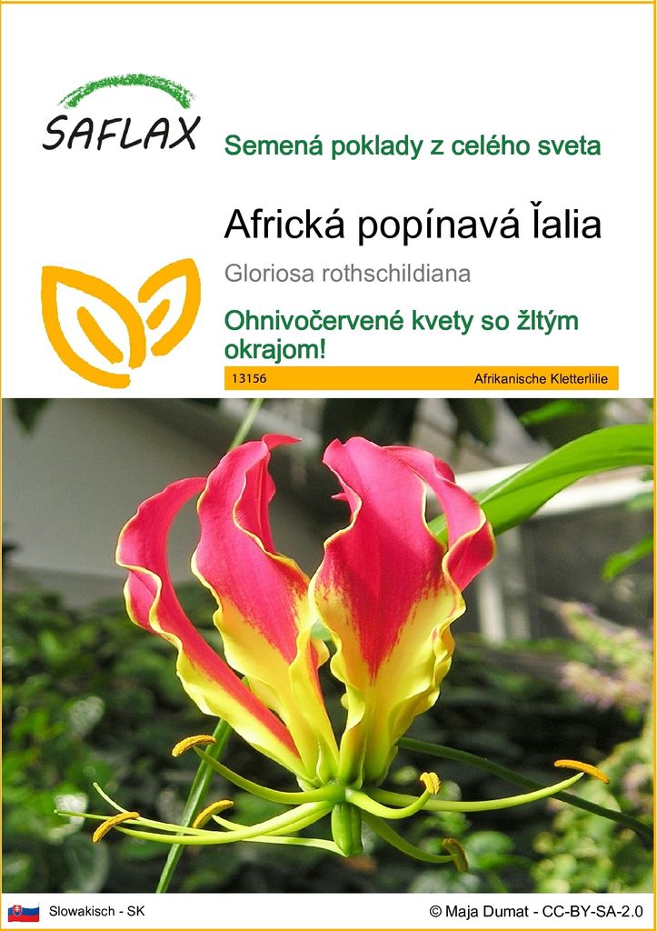 SAFLAX - Africká popínavá ľalia - Gloriosa rothschildiana - Obrázok produktu 
