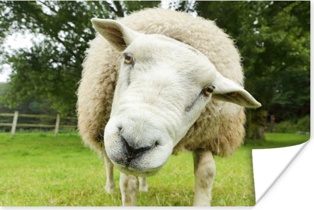 MuchoWow Poster Schaf - Lustig - Wiese - Kinder - Jungen - Mädchen - Kind 90x60 cm - Schlafzimmer