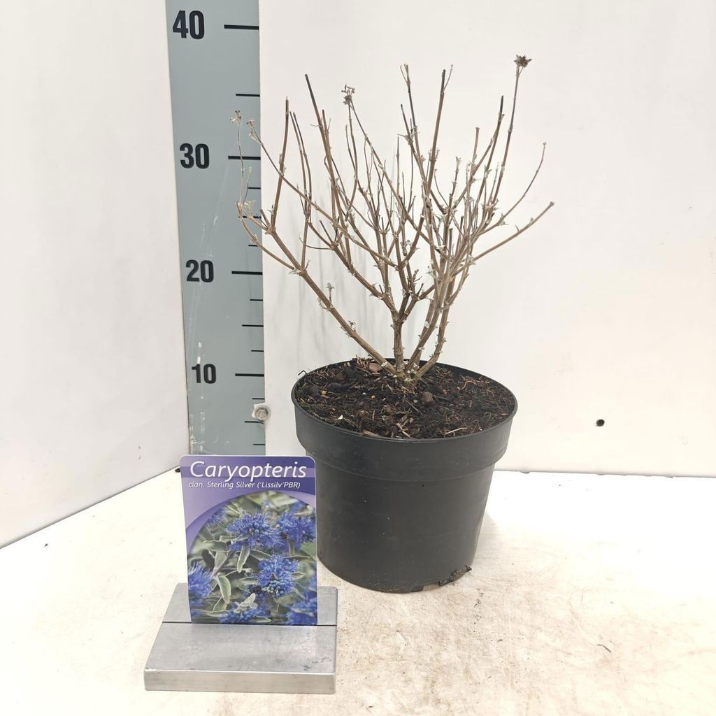 Caryopteris cland. Sterling Silver ('Lissilv'PBR) - Bartblume | 30-40 cm im Topf