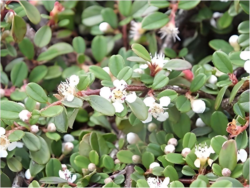Stauden Gänge 1 x Cotoneaster dammeri 'Frieders Evergreen' - Zwergmispel - Wintergrün - Immergrüner Teppich mit leuchtenden Akzente