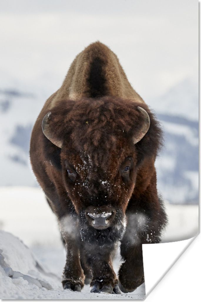 MuchoWow Poster Laufender Bison 20x30 cm - Papierdruck