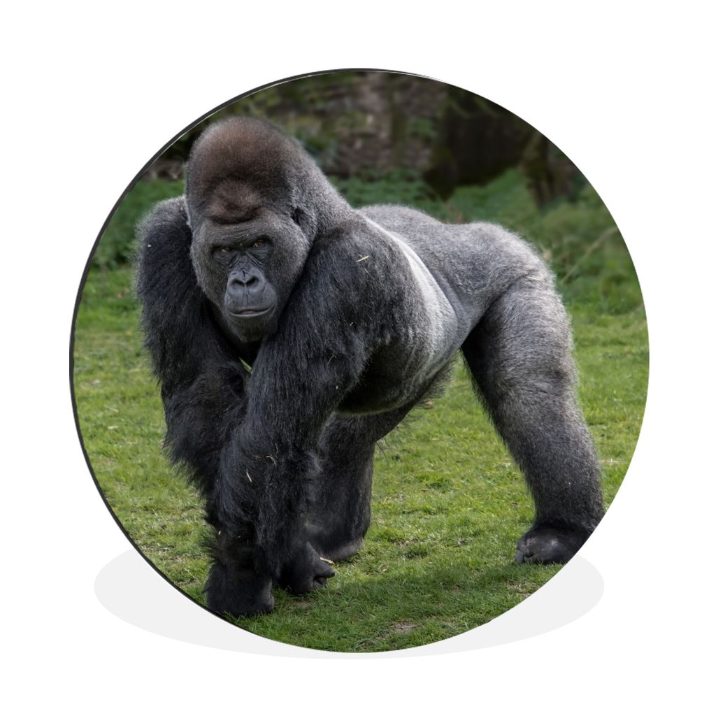 MuchoWow Aluminium Wandkreis Ein Gorilla geht auf seinen Händen und Beinen Ø 60 cm Wanddeko Modern Wohnzimmer - Wand Kreis - Wandbild - Schlafz...