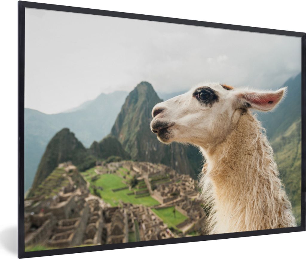 MuchoWow MuchoWow Gerahmtes Poster Lama - Machu Picchu - Weiß 60x40 cm - Poster mit zchwarzem Bilderrahmen - Printing - Wanddeko Schlafzimmer