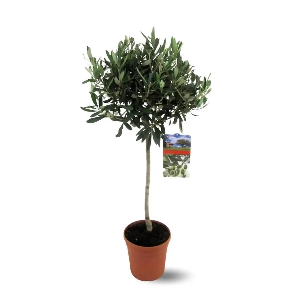 Plante Extérieure Résistante - Olivier Europaea 90-100 cm Vert