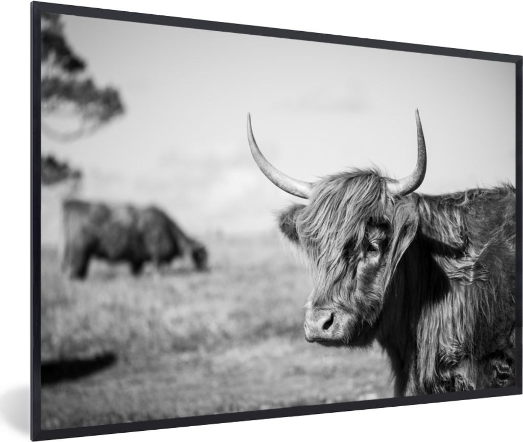 MuchoWow MuchoWow Gerahmtes Poster Schottisches Hochlandrind - Tiere - Schwarz - Weiß 60x40 cm - Poster mit zchwarzem Bilderrahmen - Printing ...