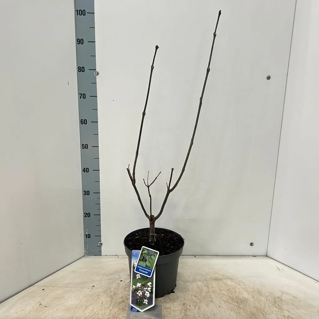 Arbre d'ombrage Catalpa pourpre - Idéal petit jardin et terrasse 80cm