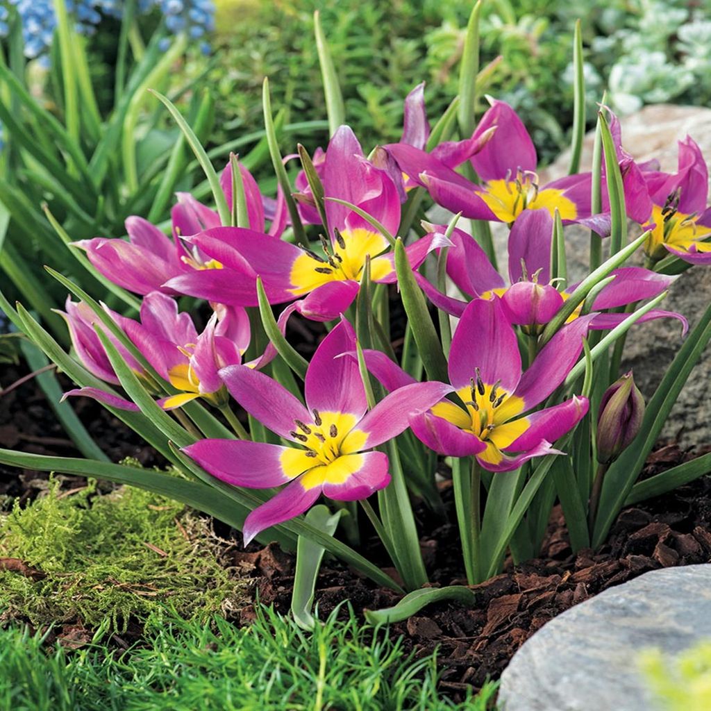 Tulipes Bulbes de fleurs Fleurs Tulipe botanique Eastern Image du produit 