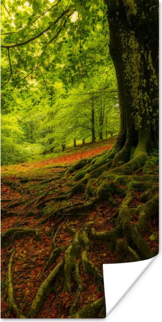 MuchoWow Poster Baum - Wald - Herbstblätter 80x160 cm - Kinderzimmer