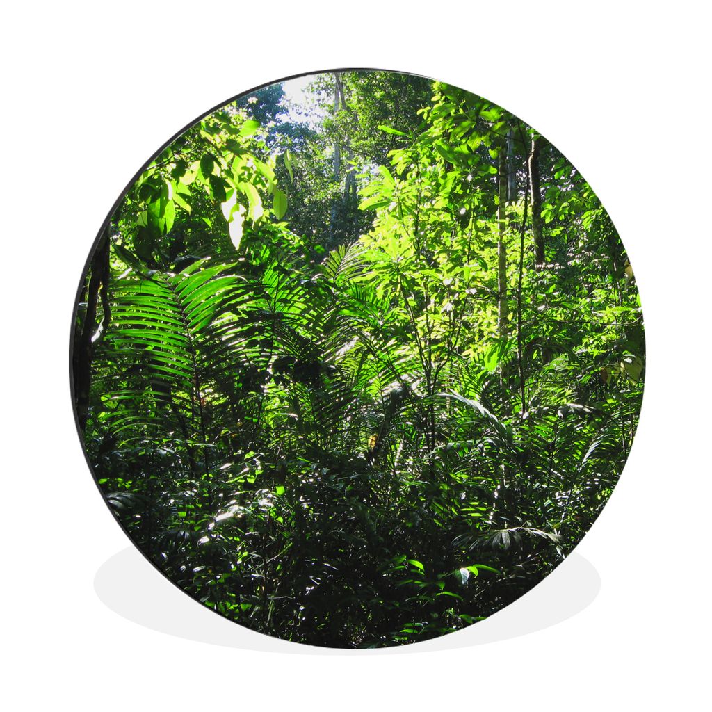 MuchoWow Aluminium Wandkreis Brasilien - Dschungel - Grün Ø 60 cm Wanddeko Modern Wohnzimmer - Wand Kreis - Wandbild - Schlafzimmer - Aluminium...
