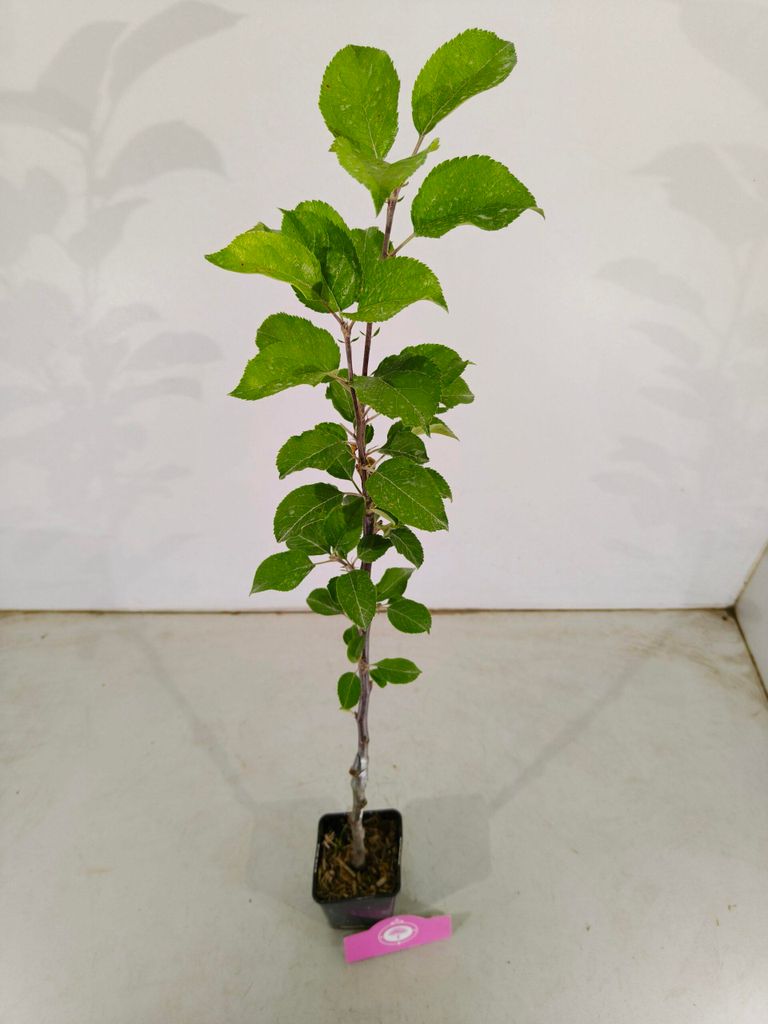 Malus domestica 'Fuji' Apfelbaum, 1,5 Liter Topf