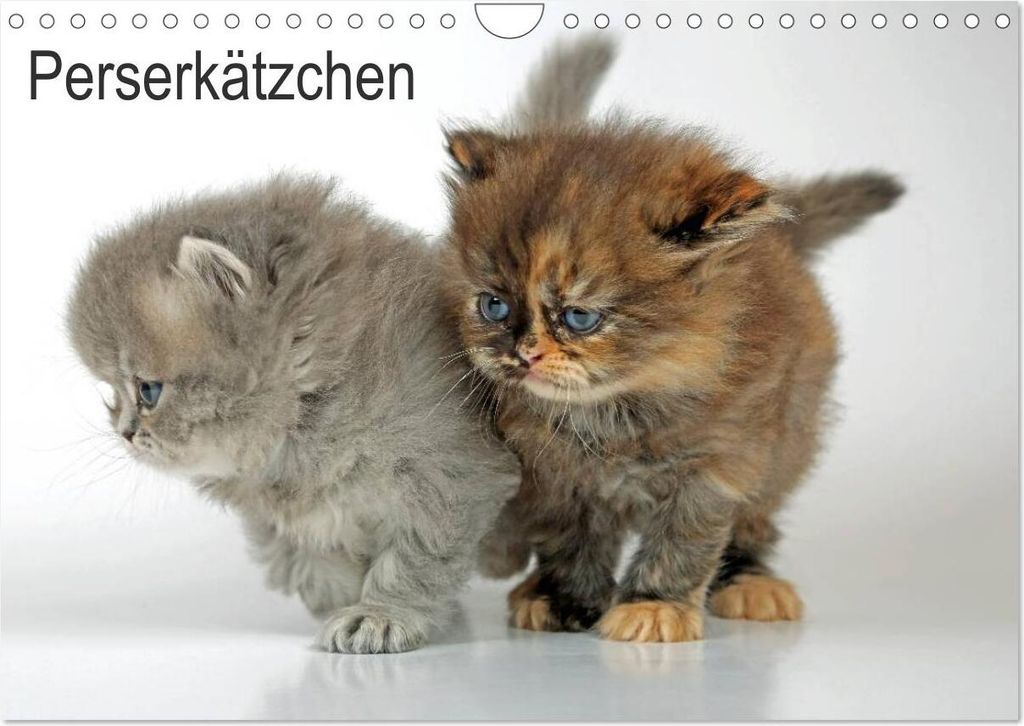Perserkätzchen (Wandkalender 2026 DIN A4 quer), CALVENDO Monatskalender