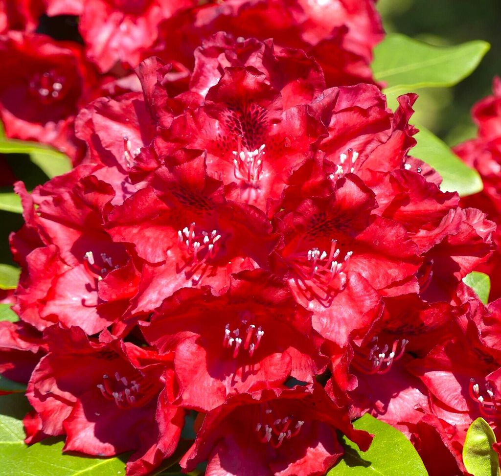 Rhododendron Hybride " Cherry Kiss " großblumige Alpenrose Produktbild 