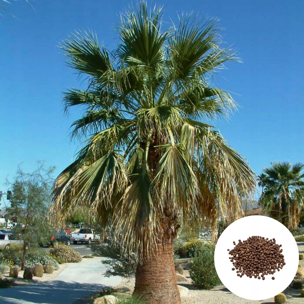 Washingtonia Filibusta - 10 ks semen - Mrazuvzdorná do -10 Obrázek produktu 