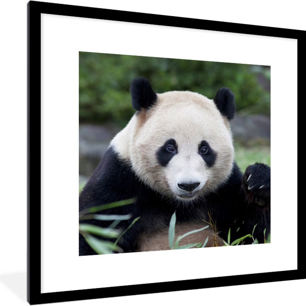 MuchoWow Gerahmtes Poster Großer Panda - Gras - Steine 40x40 cm - Poster mit Schwarzem Bilderrahmen Wandposter Rahmen Foto Bilder - Poster - Pla...