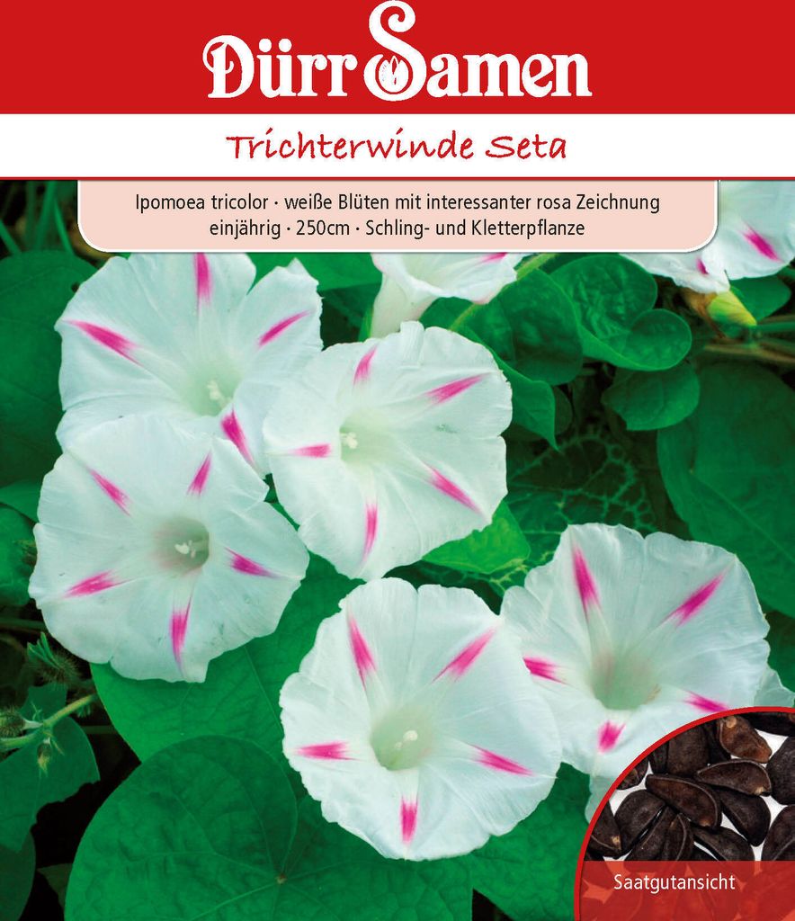 Trichterwinde Seta | Trichterwindensamen von Dürr Samen