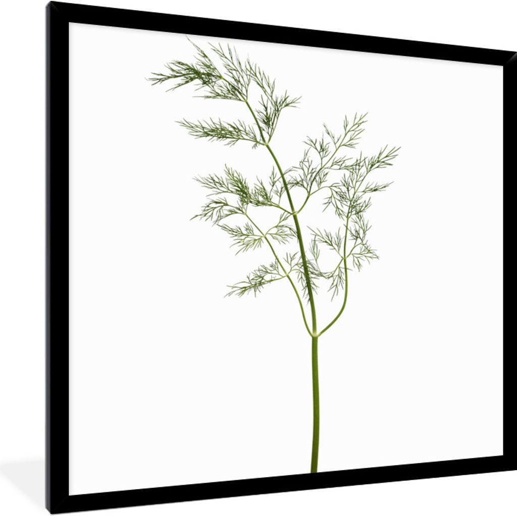 MuchoWow Gerahmtes Poster Kräuterzweig mit weißem Hintergrund 40x40 cm - Poster mit Schwarzem Bilderrahmen Wandposter Rahmen Foto Bilder - Mit ...