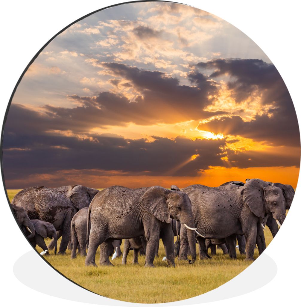 MuchoWow Aluminium Wandkreis Elefant - Tiere - Gras - Sonnenuntergang - Natur Ø 60 cm Wanddeko Modern Wohnzimmer - Wand Kreis - Wandbild - Schla...