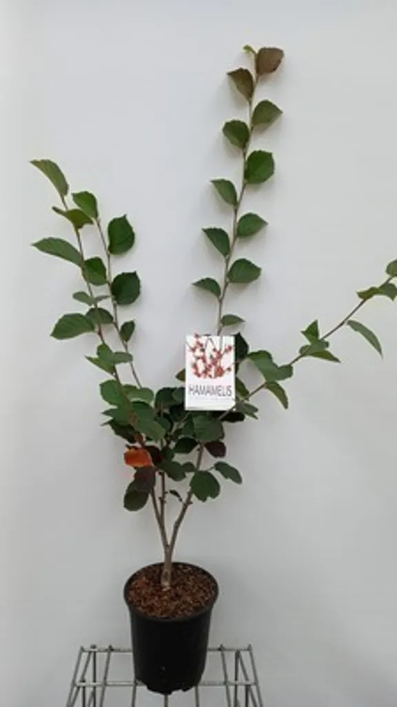 Hamamélis Ruby Glow 60-80 cm aux Fleurs Rouge Cuivré et Parfumées - 2