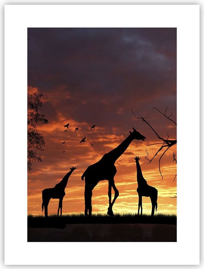 Poster - Poster ohne Rahmen - Giraffe Afrika Sonne Safari - Produktbild 