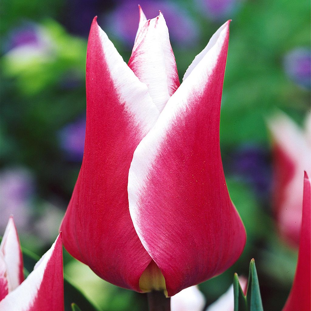 Tulipány Cibulky Cibulky Květiny Tulipán s liliovými květy Obrázek produktu 