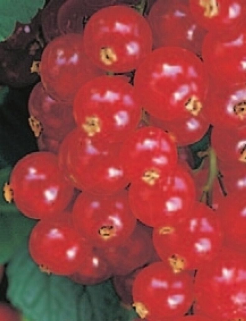Ribes rubrum Jonkheer van Tets - rote Johannisbeere Jonkheer van Tets
