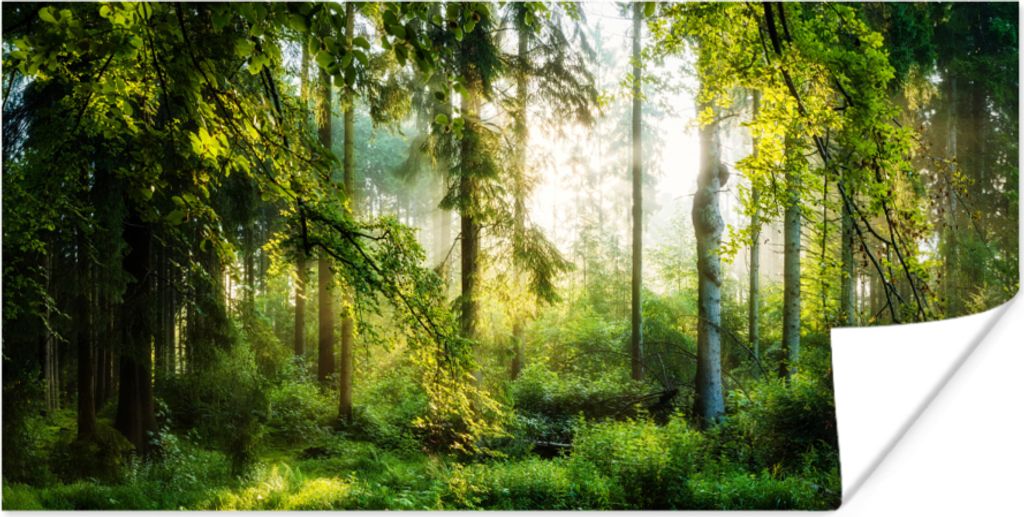 MuchoWow Poster Wald - Sonne - Bäume 150x75 cm - ohne Rahmen